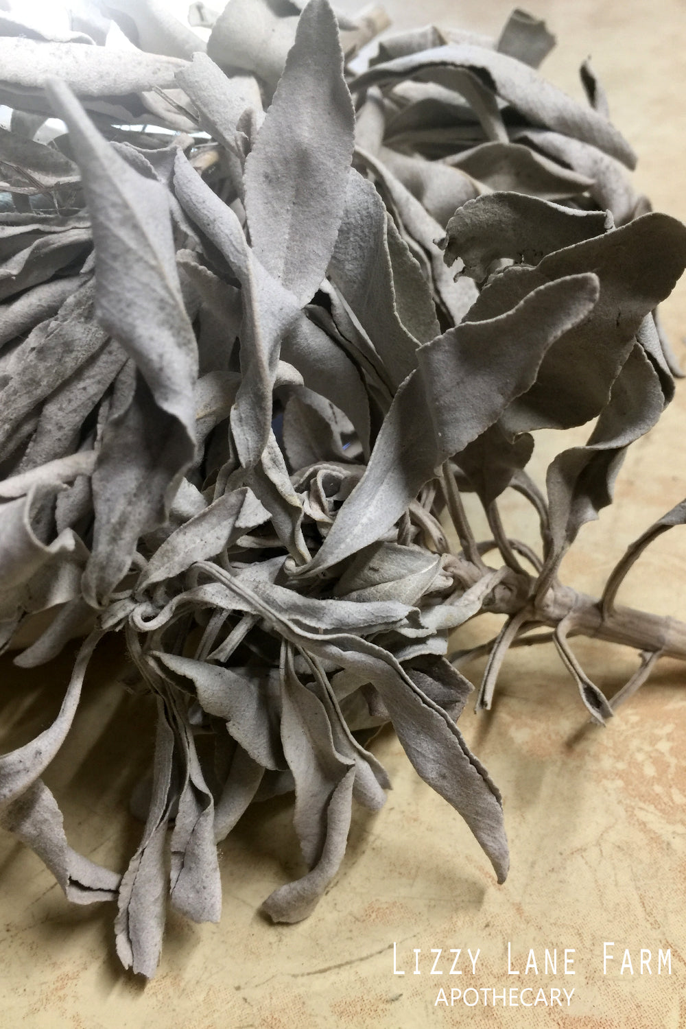 Loose white Sage leaves are pale, full, and naturally textured under soft light.
