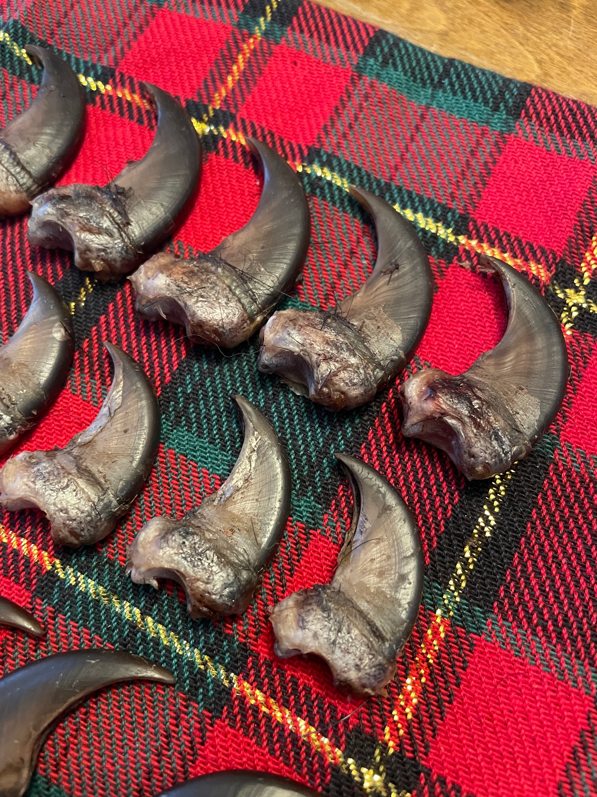 Real NH black bear claws- complete set ( 4 paws)