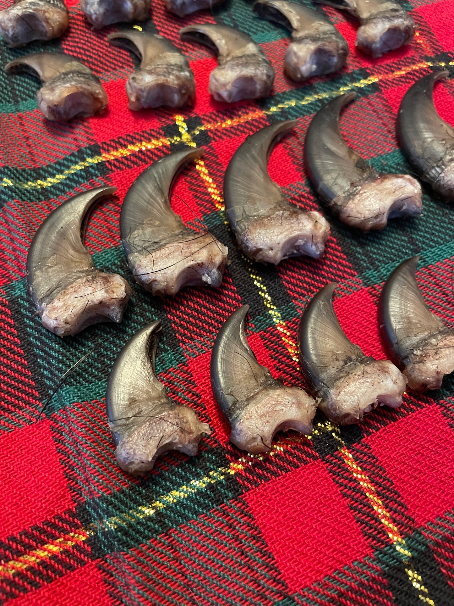 Real NH black bear claws- complete set ( 4 paws)