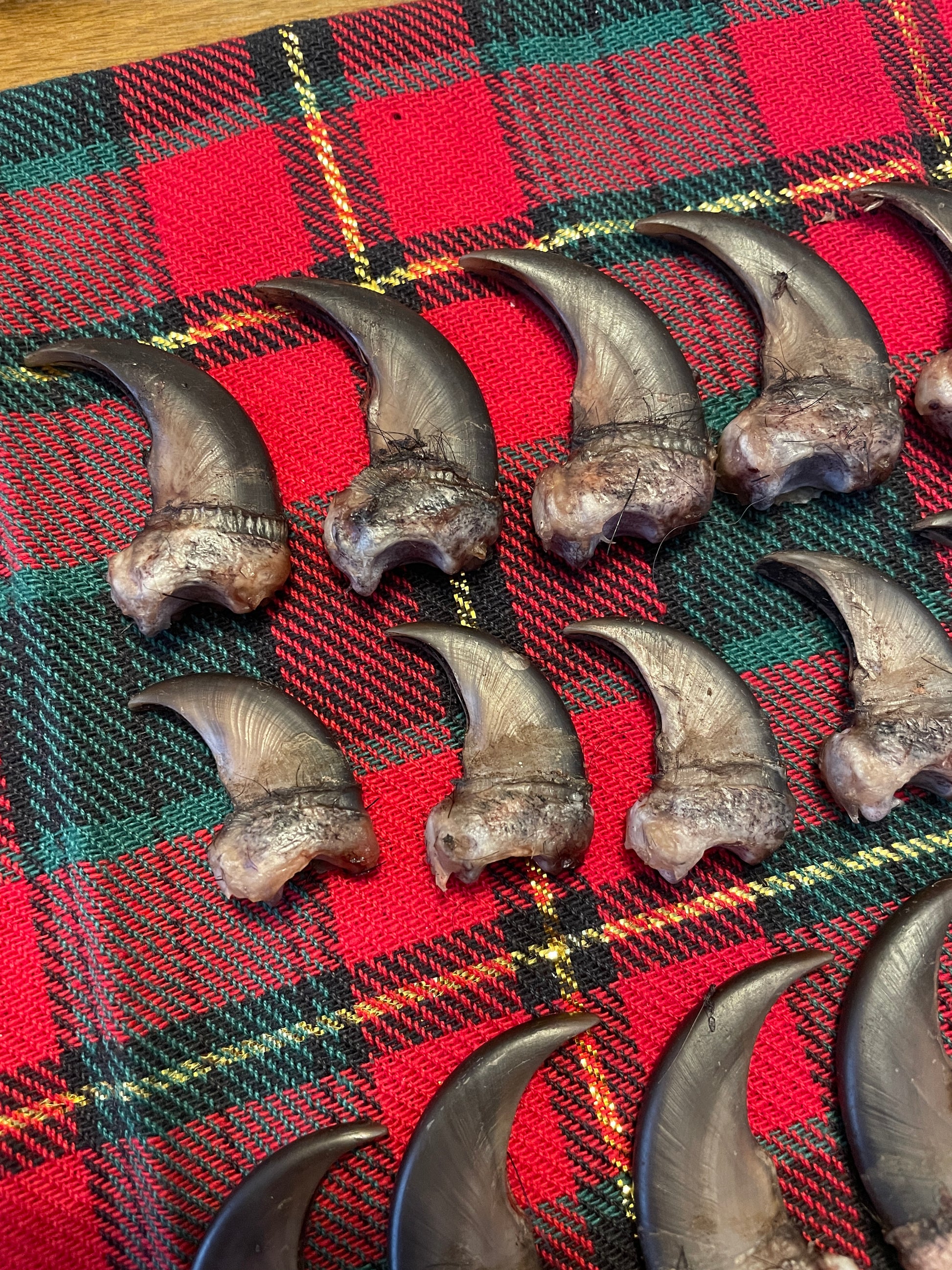 Real NH black bear claws- complete set ( 4 paws)