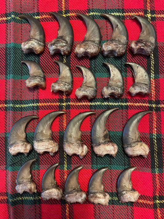 Real NH black bear claws- complete set ( 4 paws)