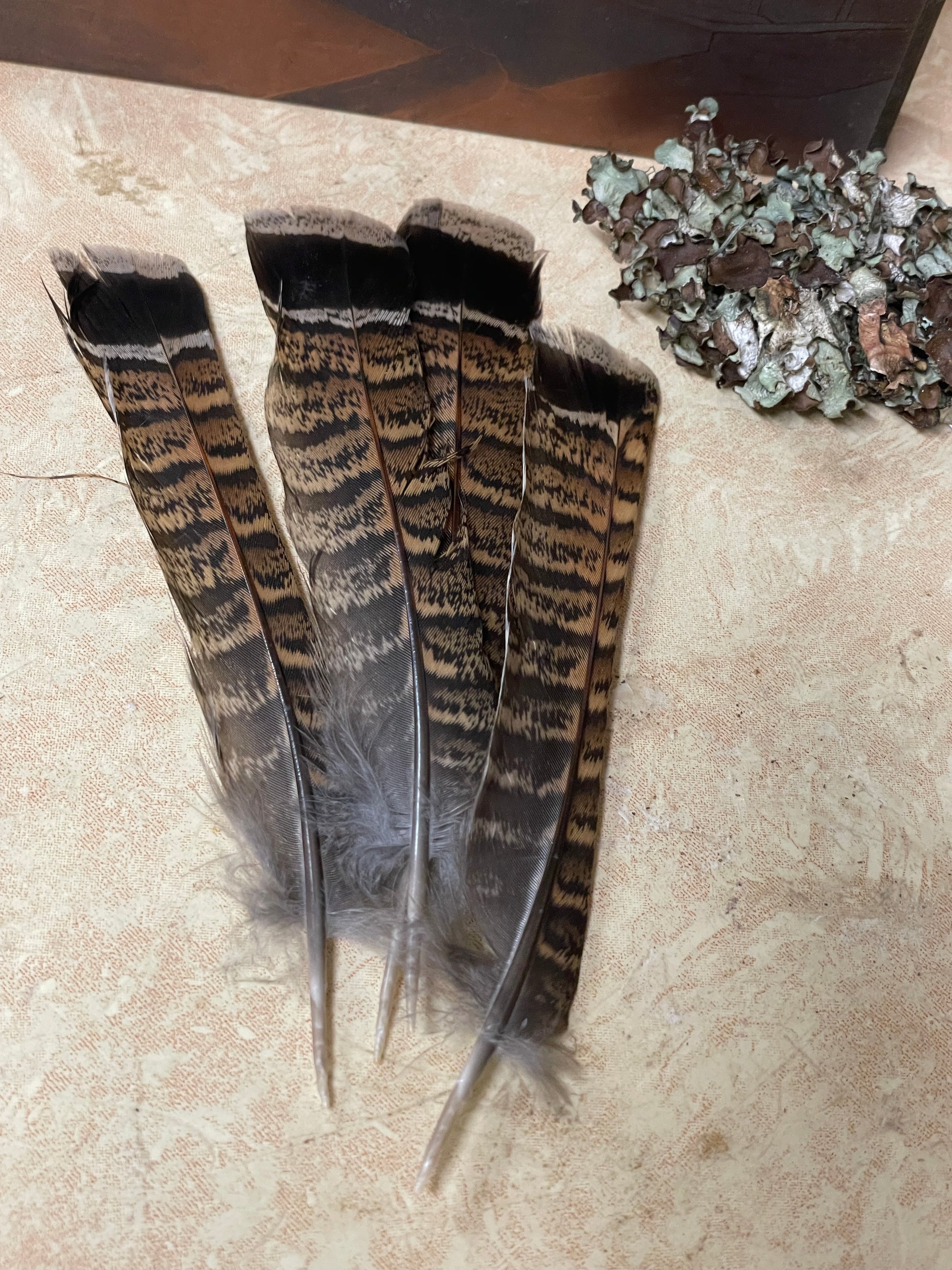 Partridge Tail Feather | Partridge Smudging Feather | Ruffed Grouse Partridge Tail Feathers