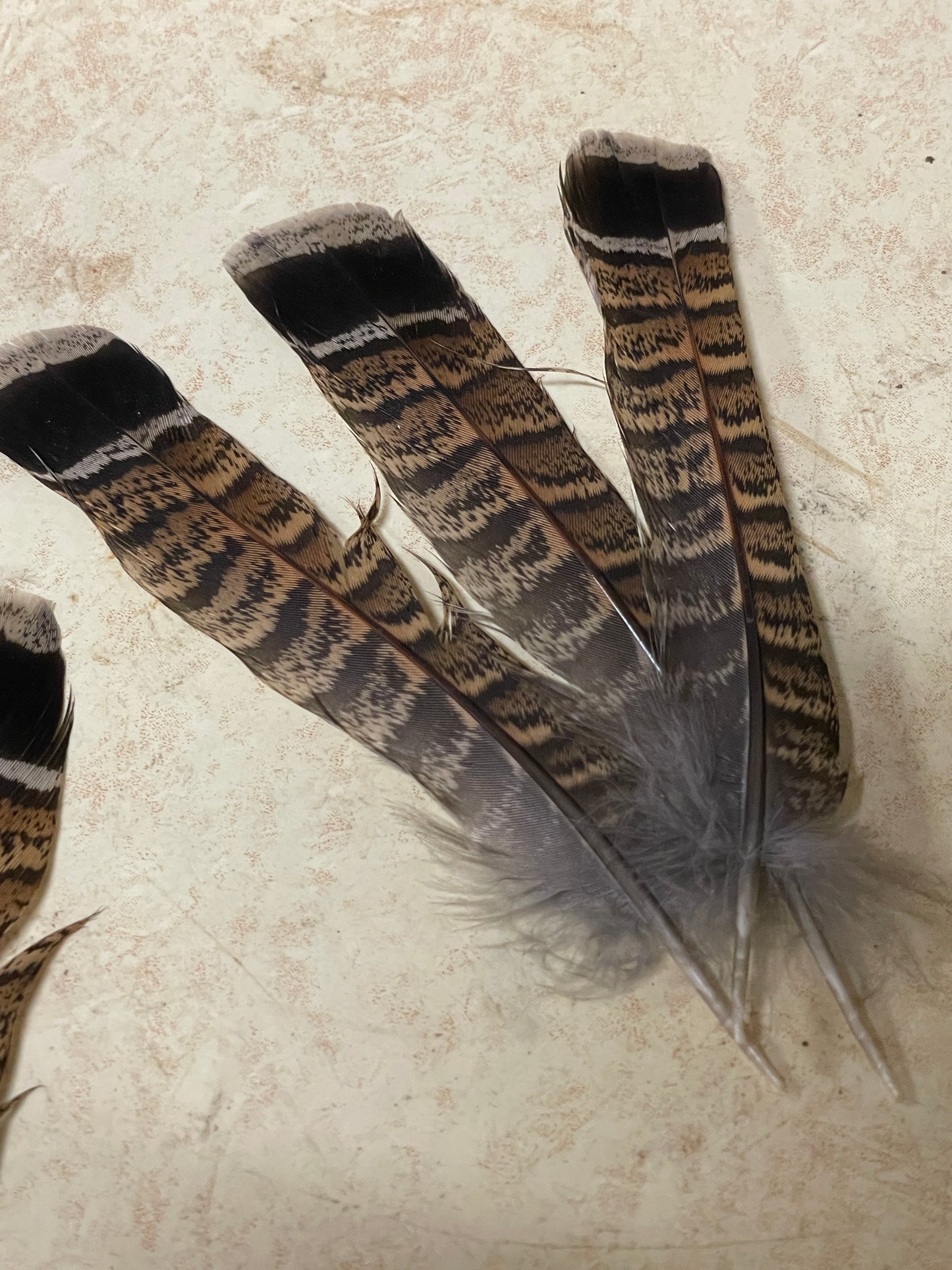 Partridge Tail Feather | Partridge Smudging Feather | Ruffed Grouse Partridge Tail Feathers