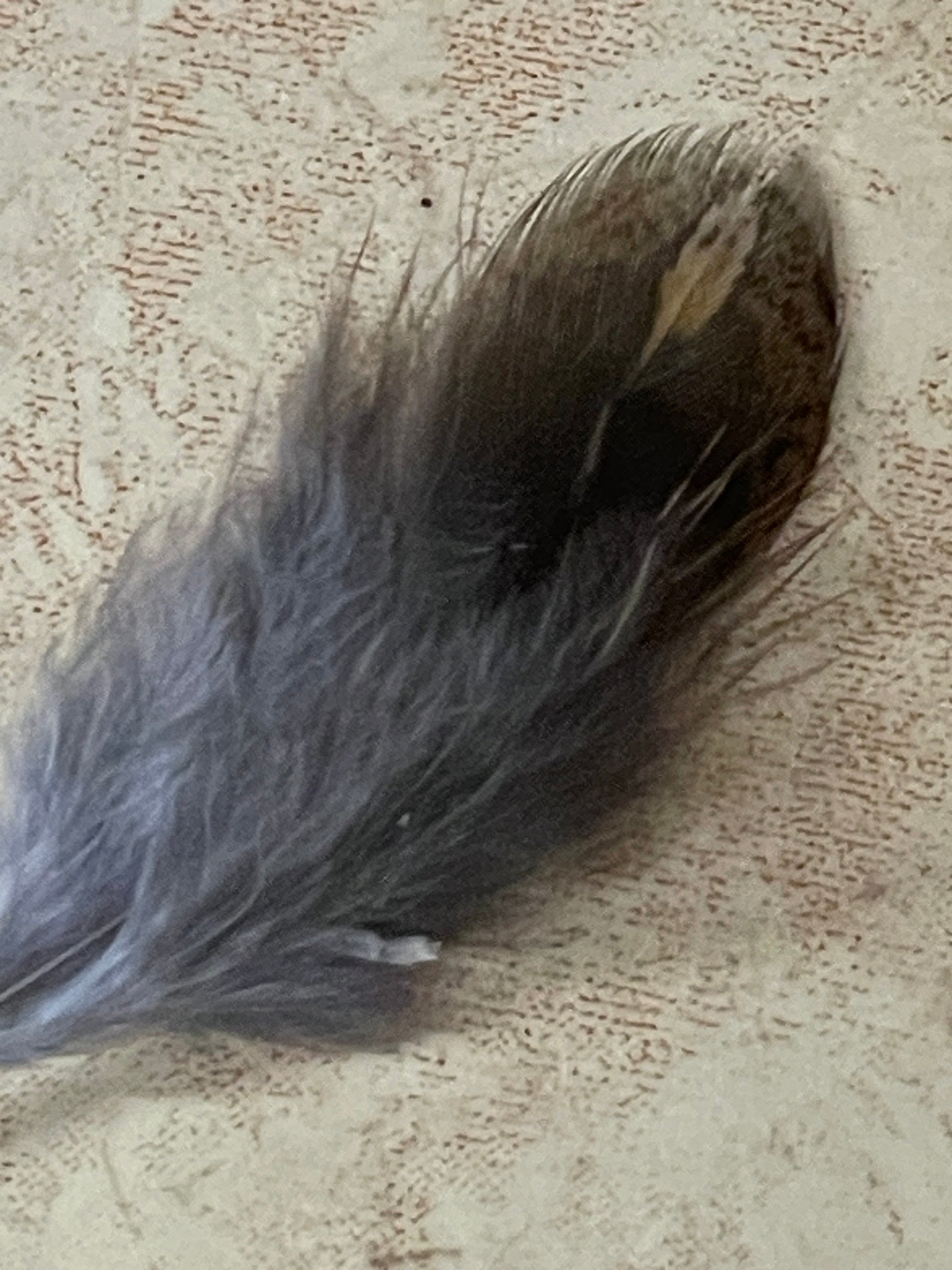 Partridge Plumage Feather | Ruffed Grouse Plumage Feathers