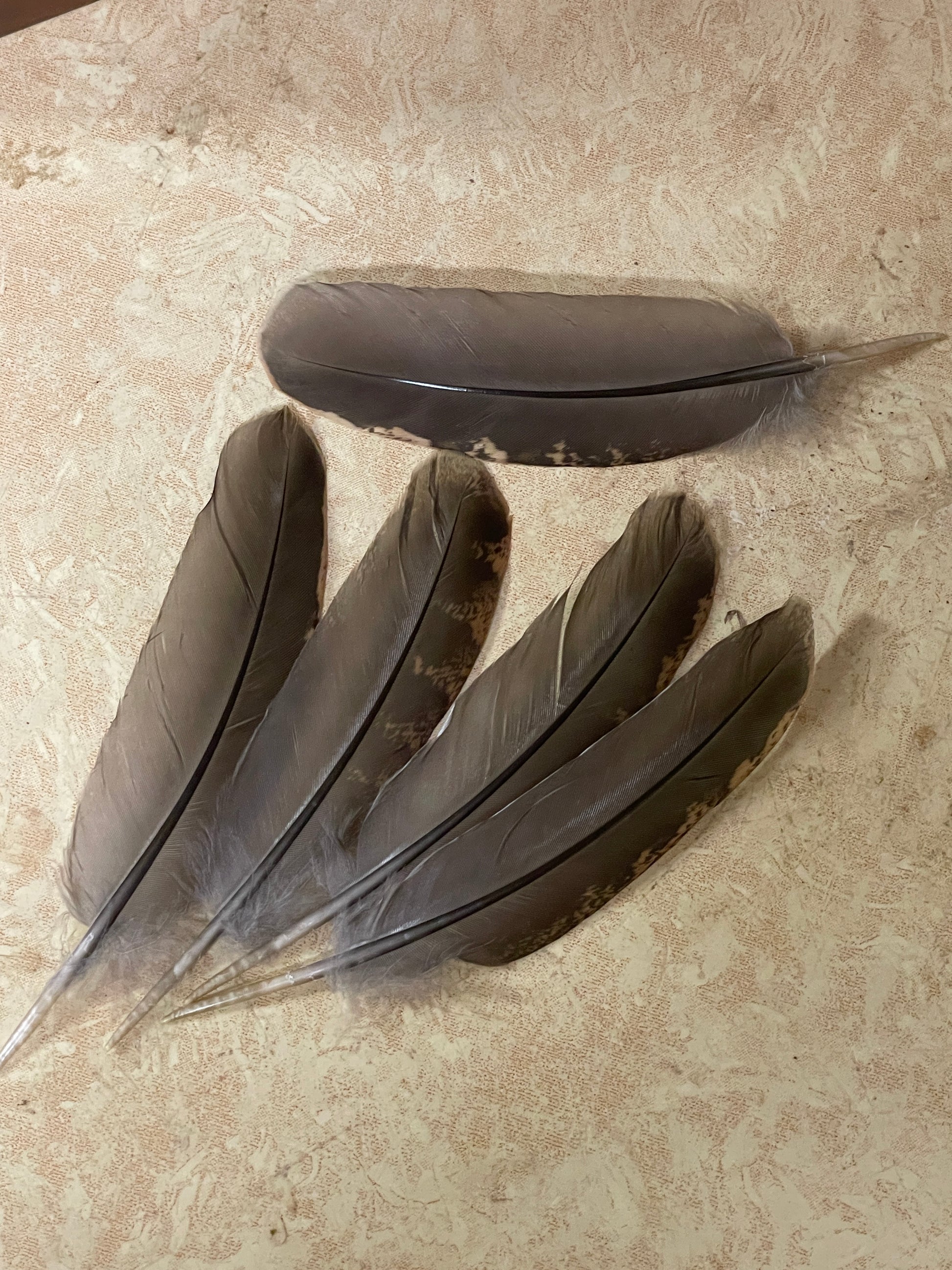 Partridge Wing Feather | Ruffed Grouse Wing Feathers