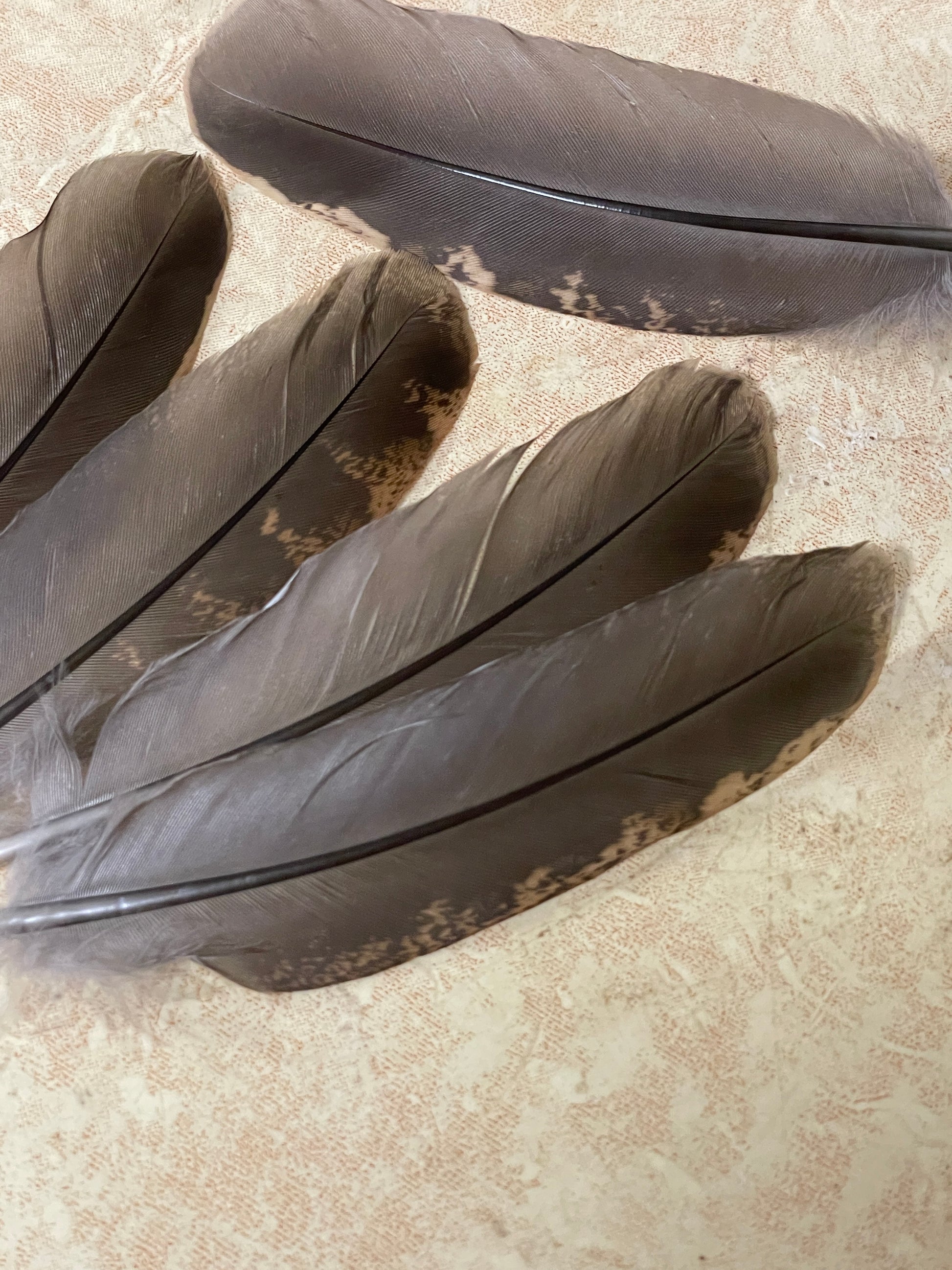 Partridge Wing Feather | Ruffed Grouse Wing Feathers
