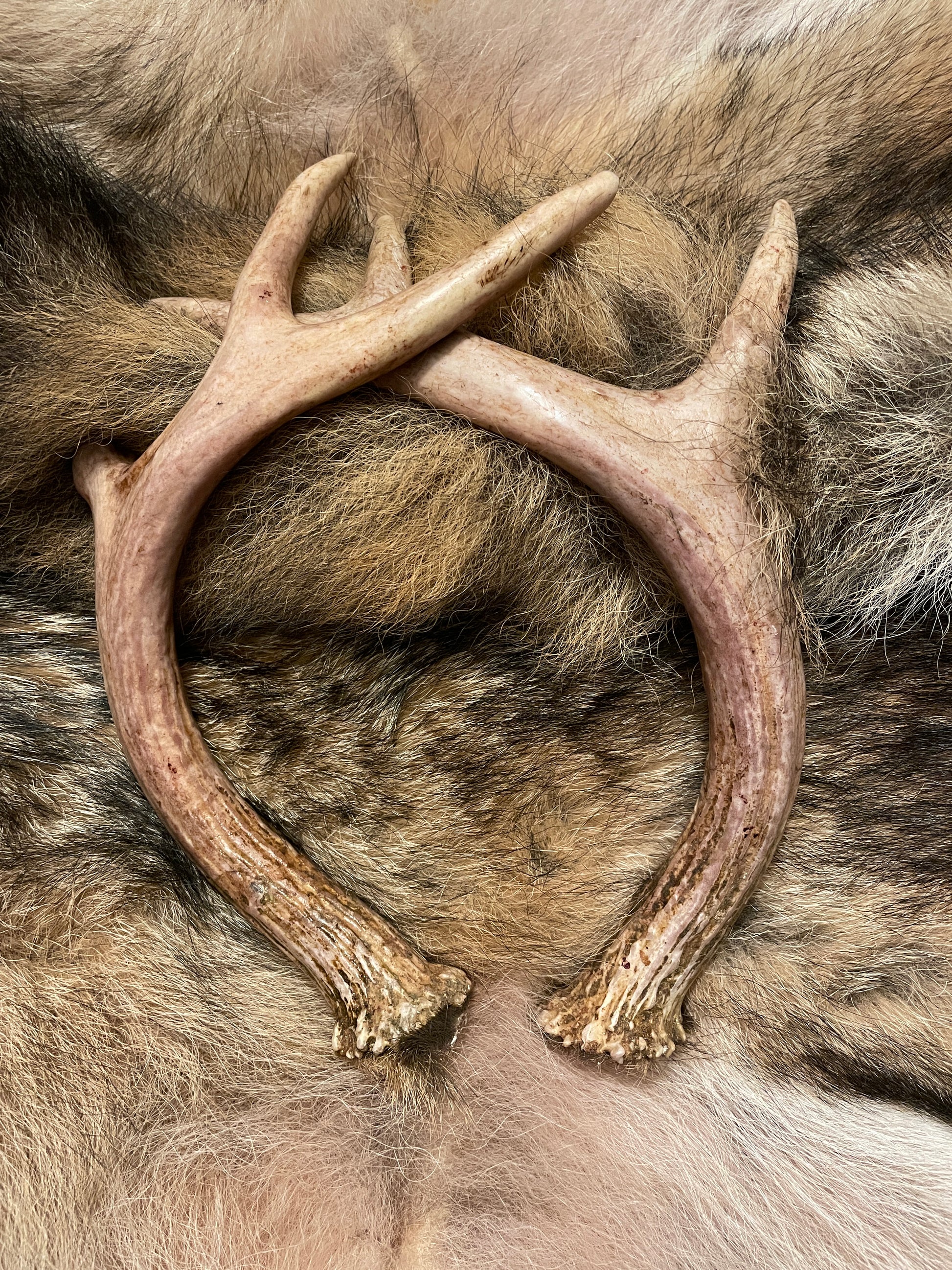 white tail deer antlers