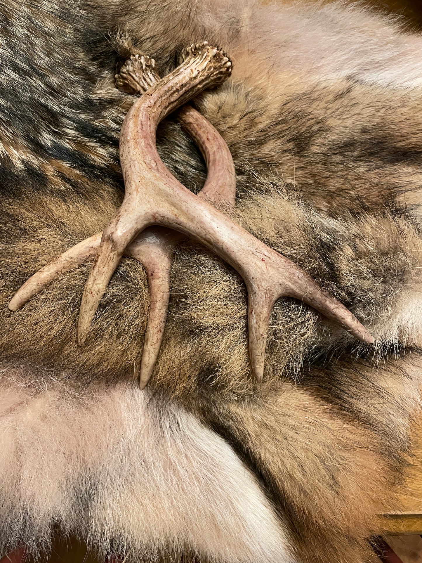 white tail deer antlers