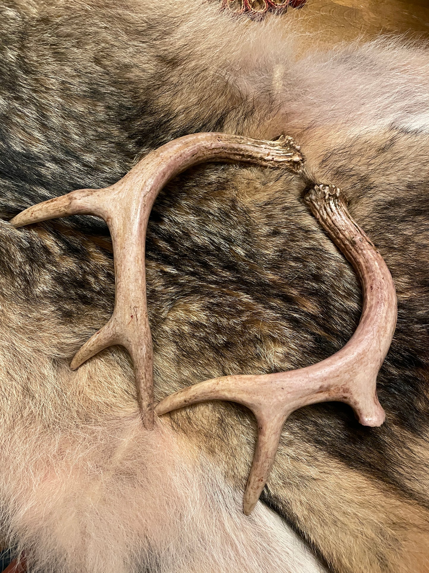 white tail deer antlers