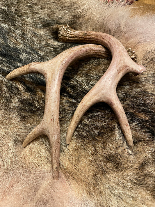 white tail deer antlers
