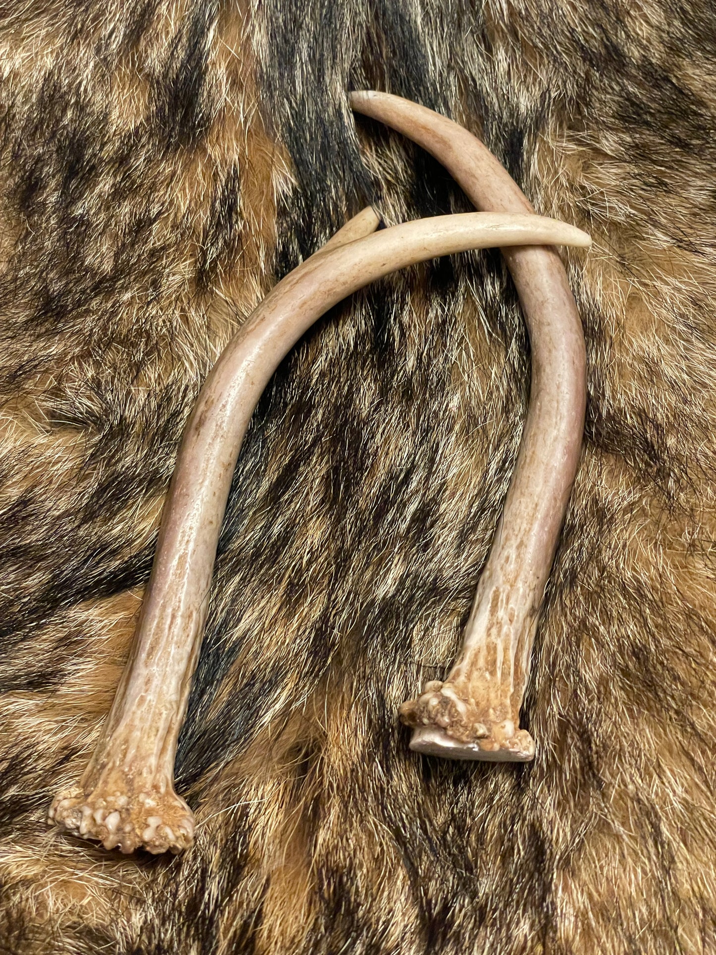 Northern White Tail Deer Antlers | Small Spikes