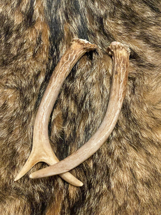 Northern White Tail Deer Antlers | Small Spikes