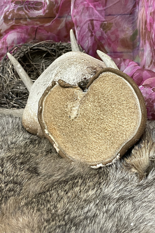 Birch Polypore Mushroom | Dried Whole Mushroom