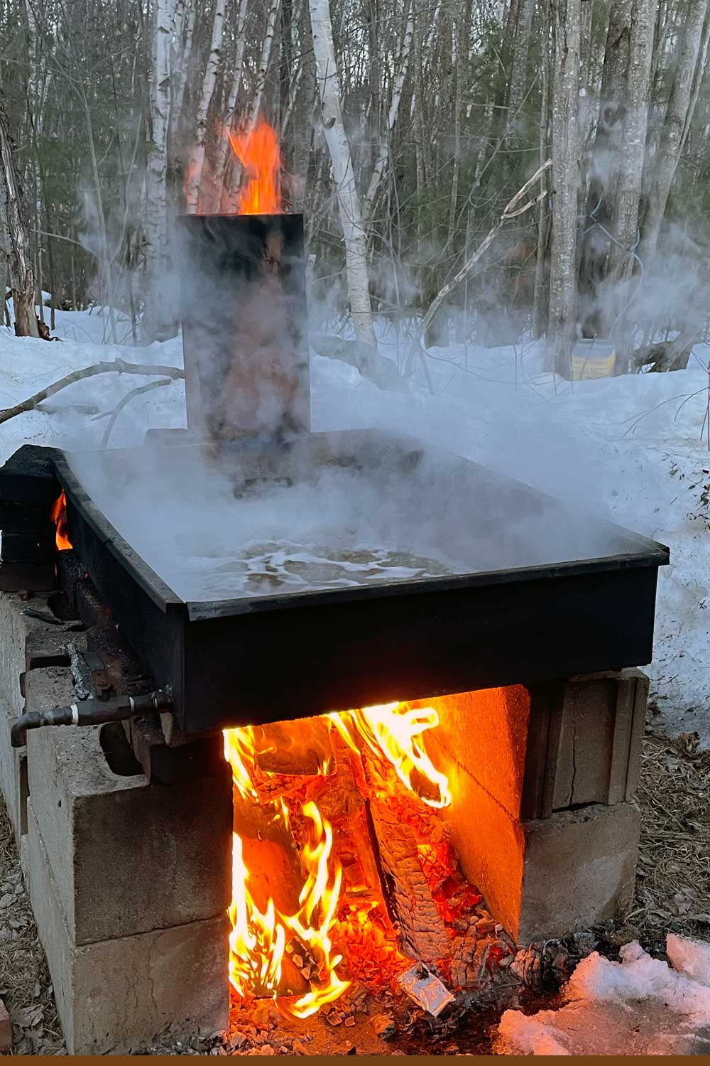 Wood-fired evaporator boiling sap outdoors in late winter, steam rising against snow and birch trees — the sugaring season behind Sugared Sap.