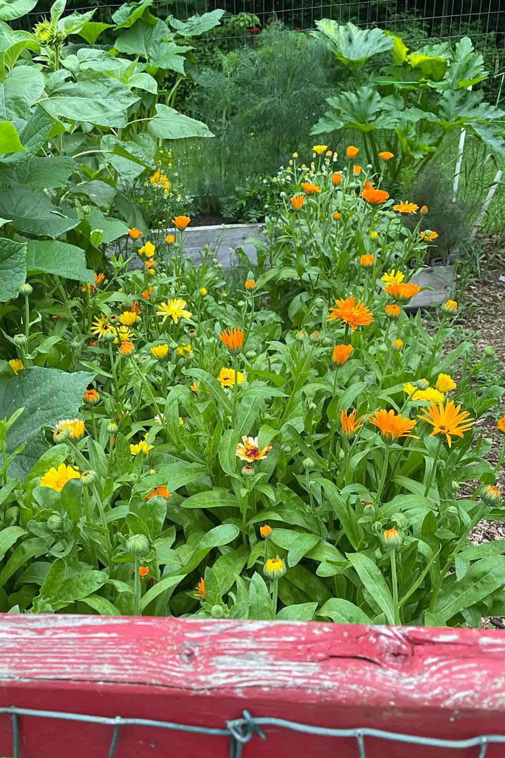 Fresh chamomile flowers blooming in the stillroom garden, white petals and golden centers swaying among summer greenery — herbs gathered for Herb & Oil Infused Dusting Powders.