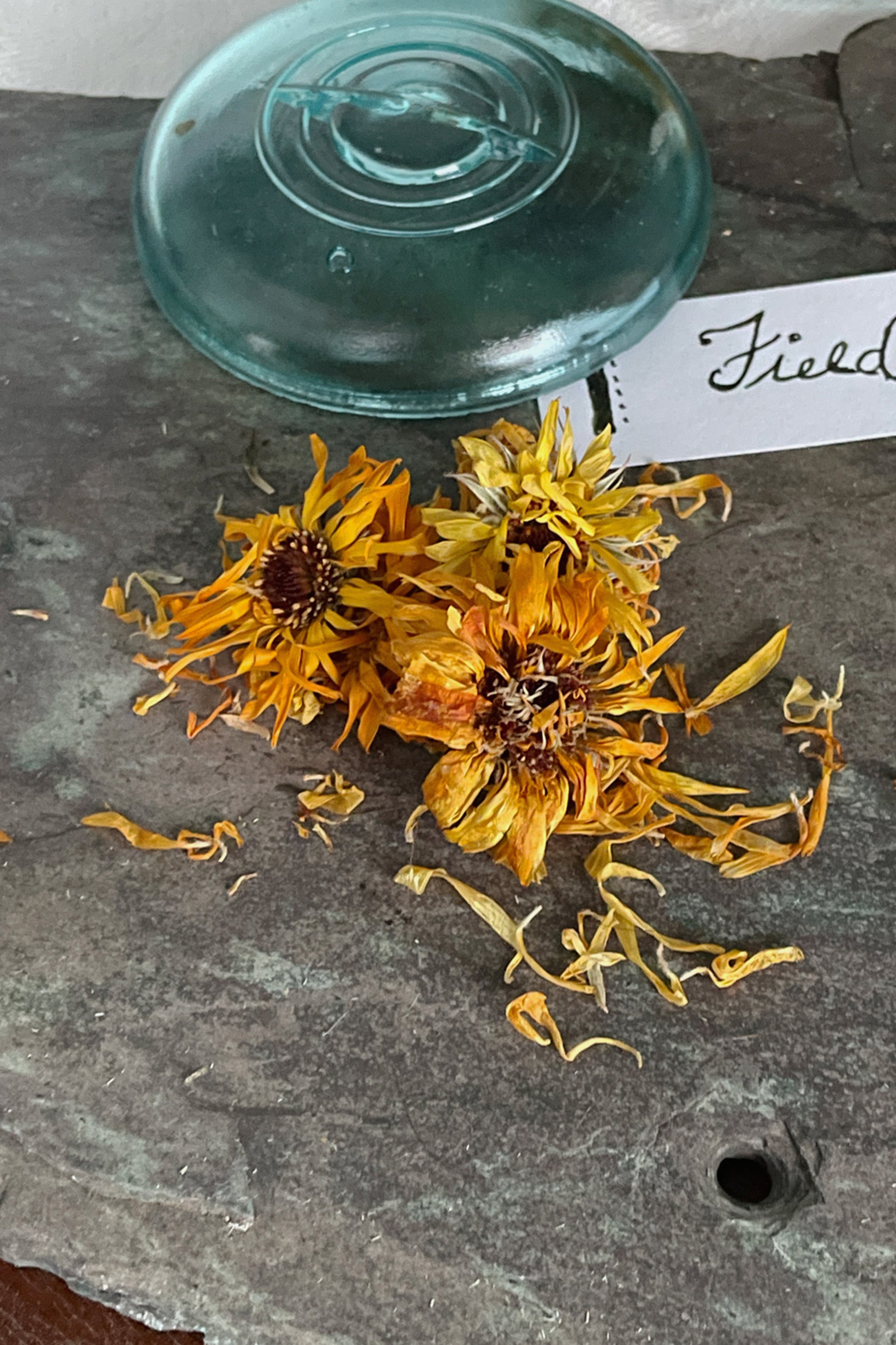 Calendula flowers arranged on slate with vintage glass lid, stillroom herb storage at Lizzy Lane Farm