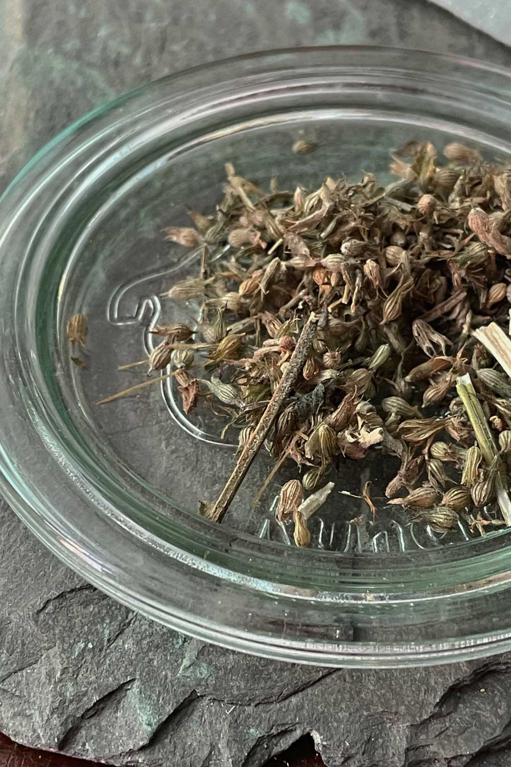 cat nip leaf tea resting on canning jar lid loose tea