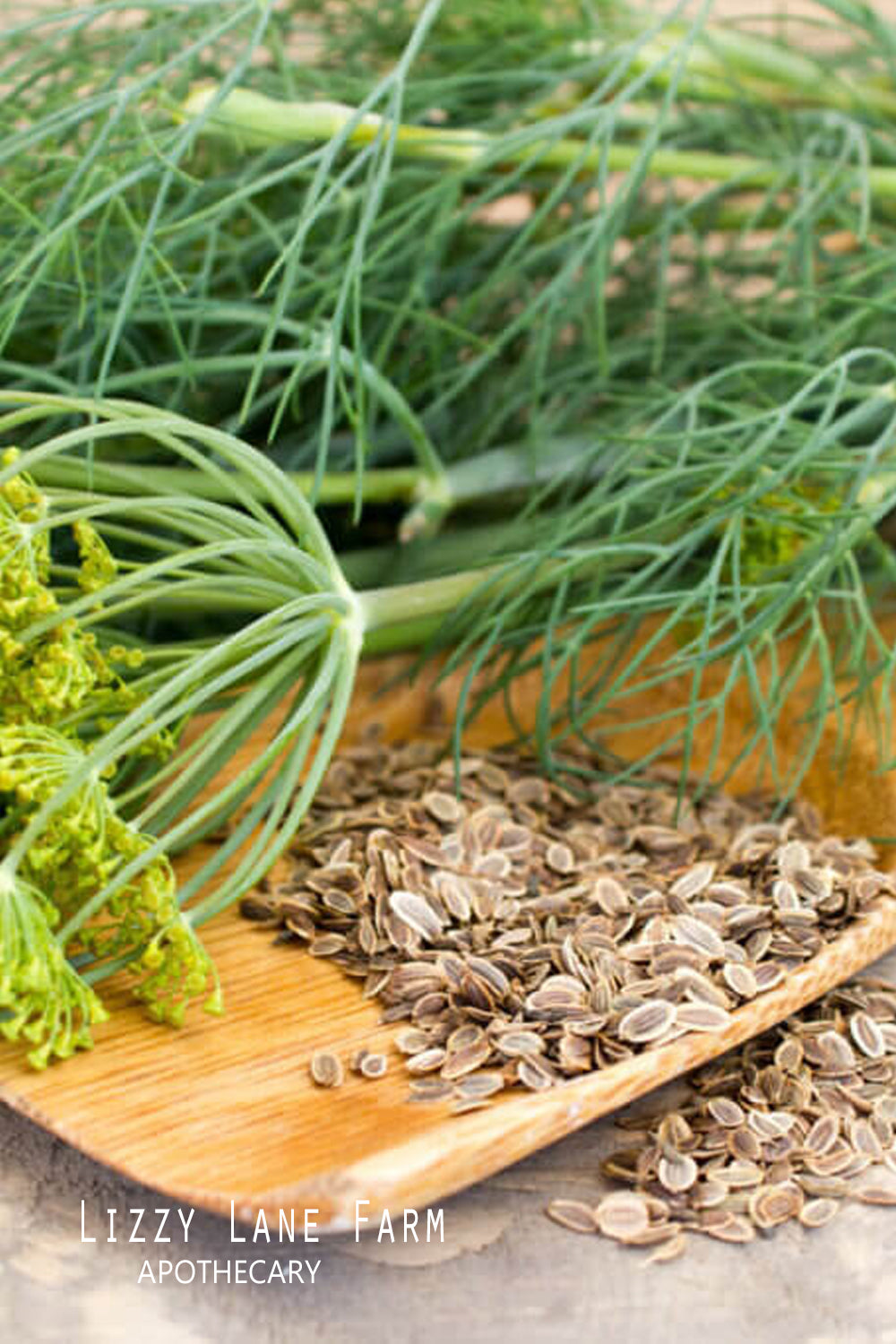 A freshly picked dill flower head beside a rustic pile of dried dill seeds on a wooden tray — showcasing farm-grown herbs from LizzyLane Farm.