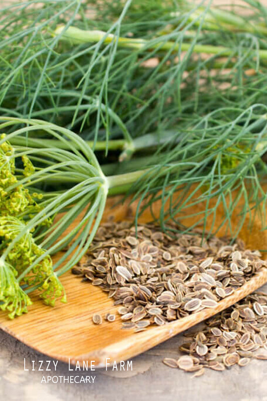 A freshly picked dill flower head beside a rustic pile of dried dill seeds on a wooden tray — showcasing farm-grown herbs from LizzyLane Farm.