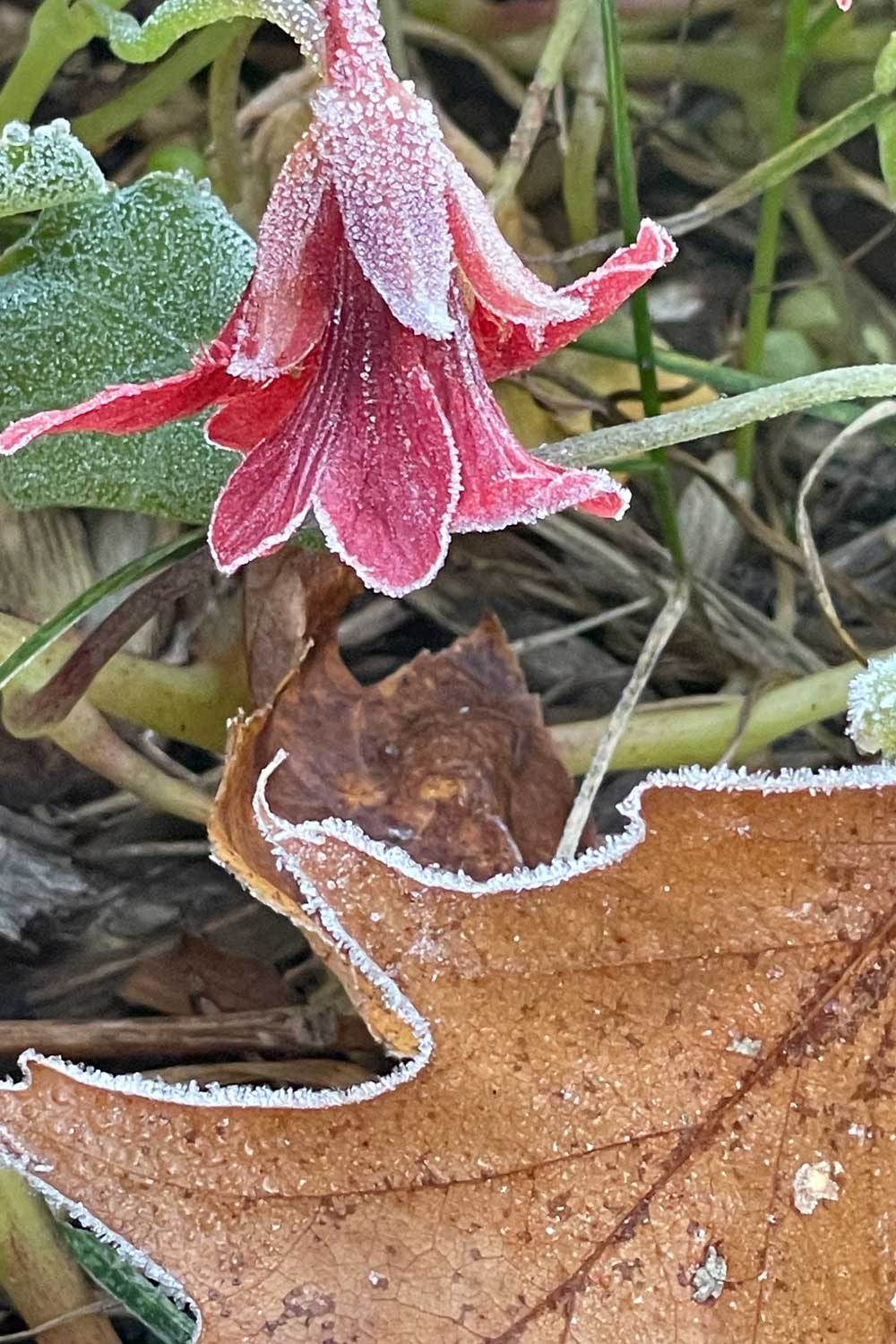Each powder is a fragment of season and hearth — gathered, pressed, and meant for keeping, like frost caught on the last bloom of autumn.
