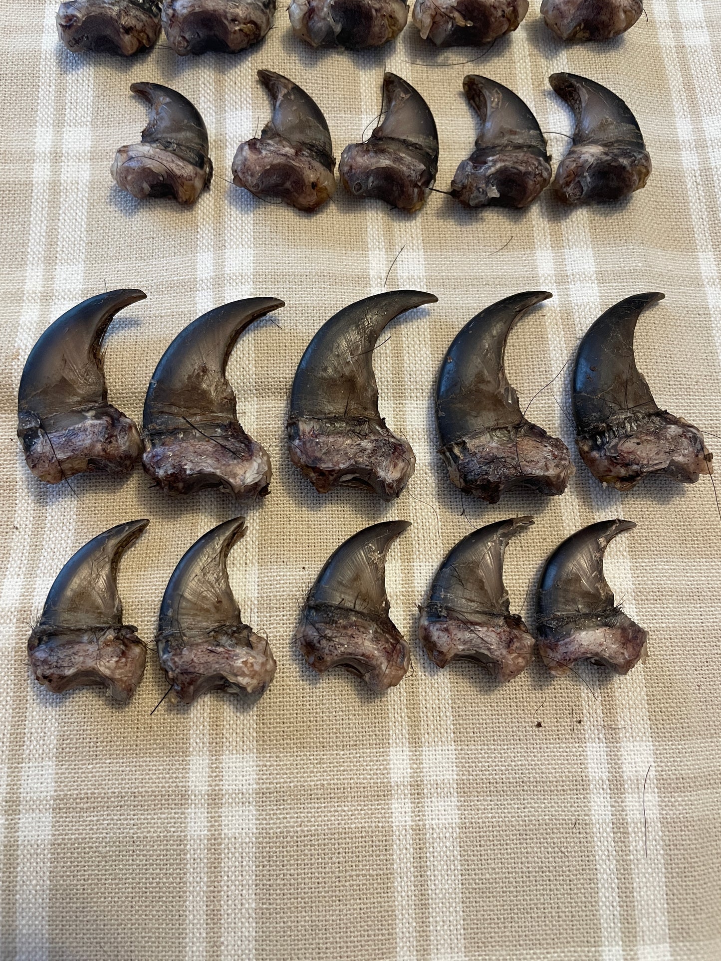 Set of 10 real black bear claws from a New England bear, arranged by paw and labeled for crafting reference. Shown on a linen background with natural variation visible.