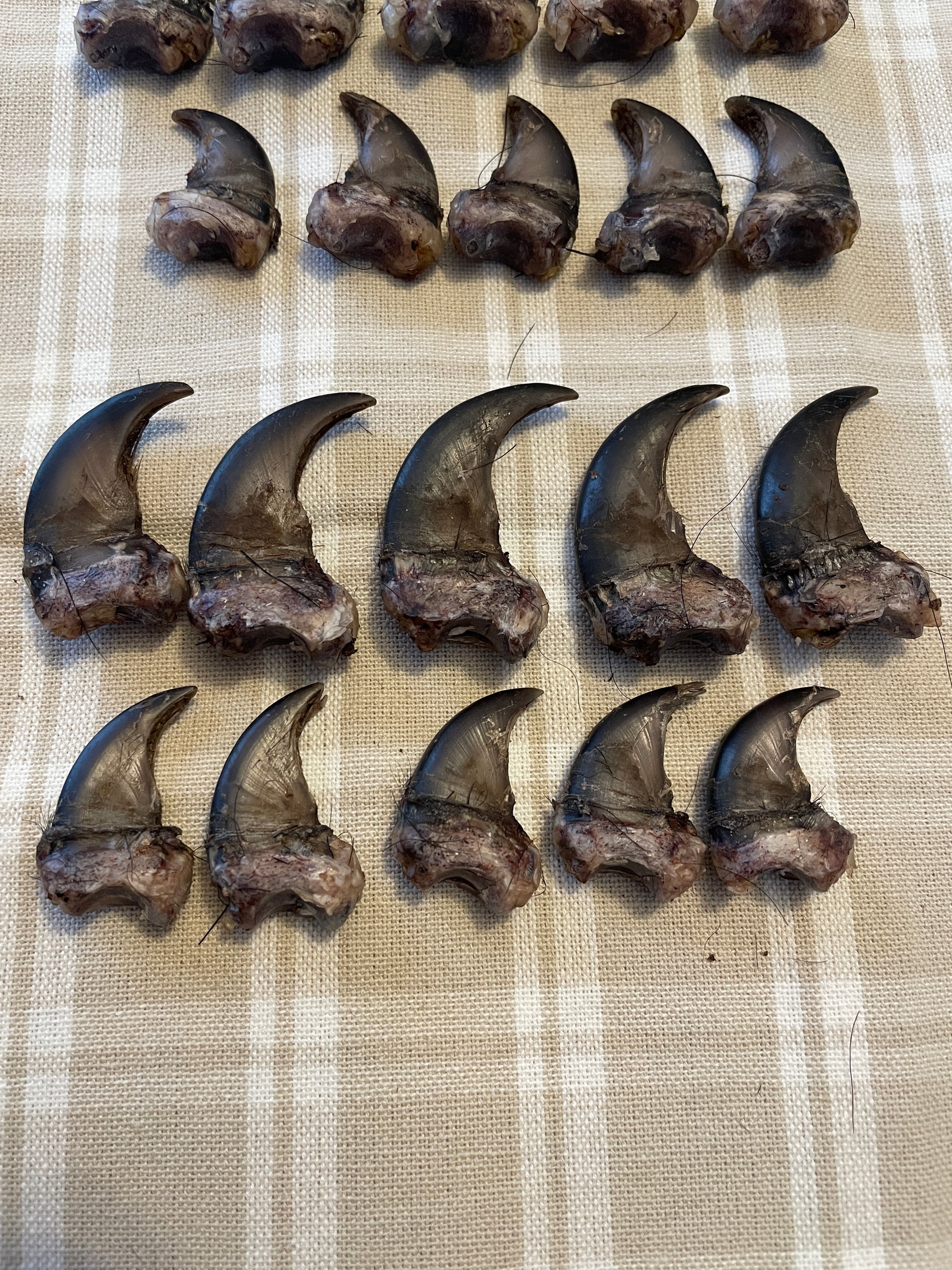 Set of 10 real black bear claws from a New England bear, arranged by paw and labeled for crafting reference. Shown on a linen background with natural variation visible.