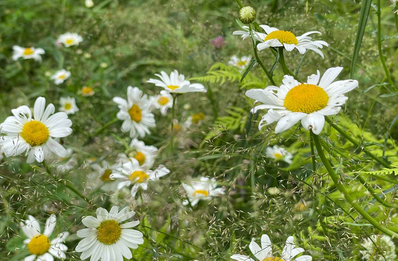 Fresh chamomile flowers blooming in the stillroom garden, white petals and golden centers swaying among summer greenery — herbs gathered for Herb & Oil Infused Dusting Powders.