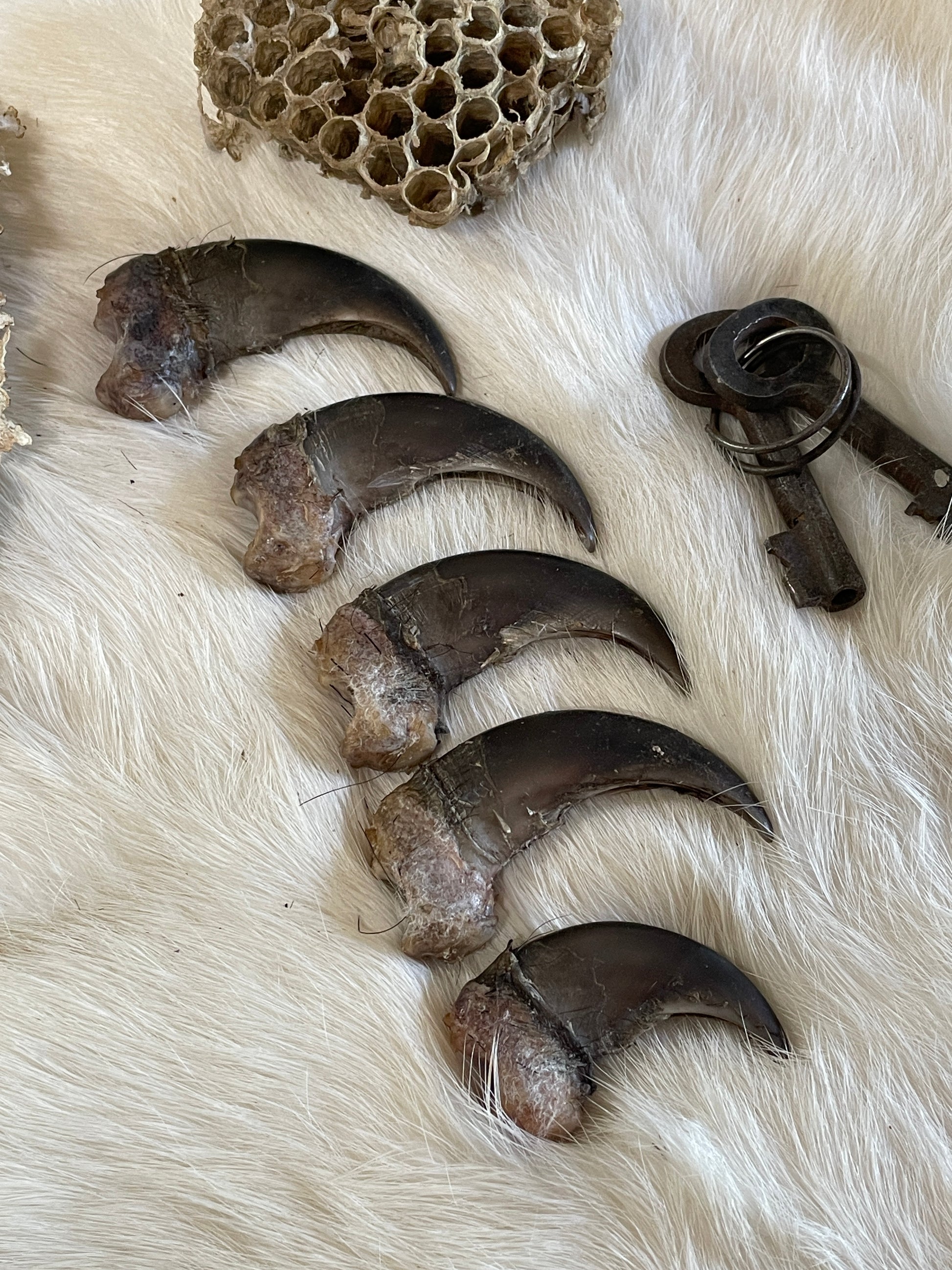 Real Black Bear Claws- set of 5 right front claws