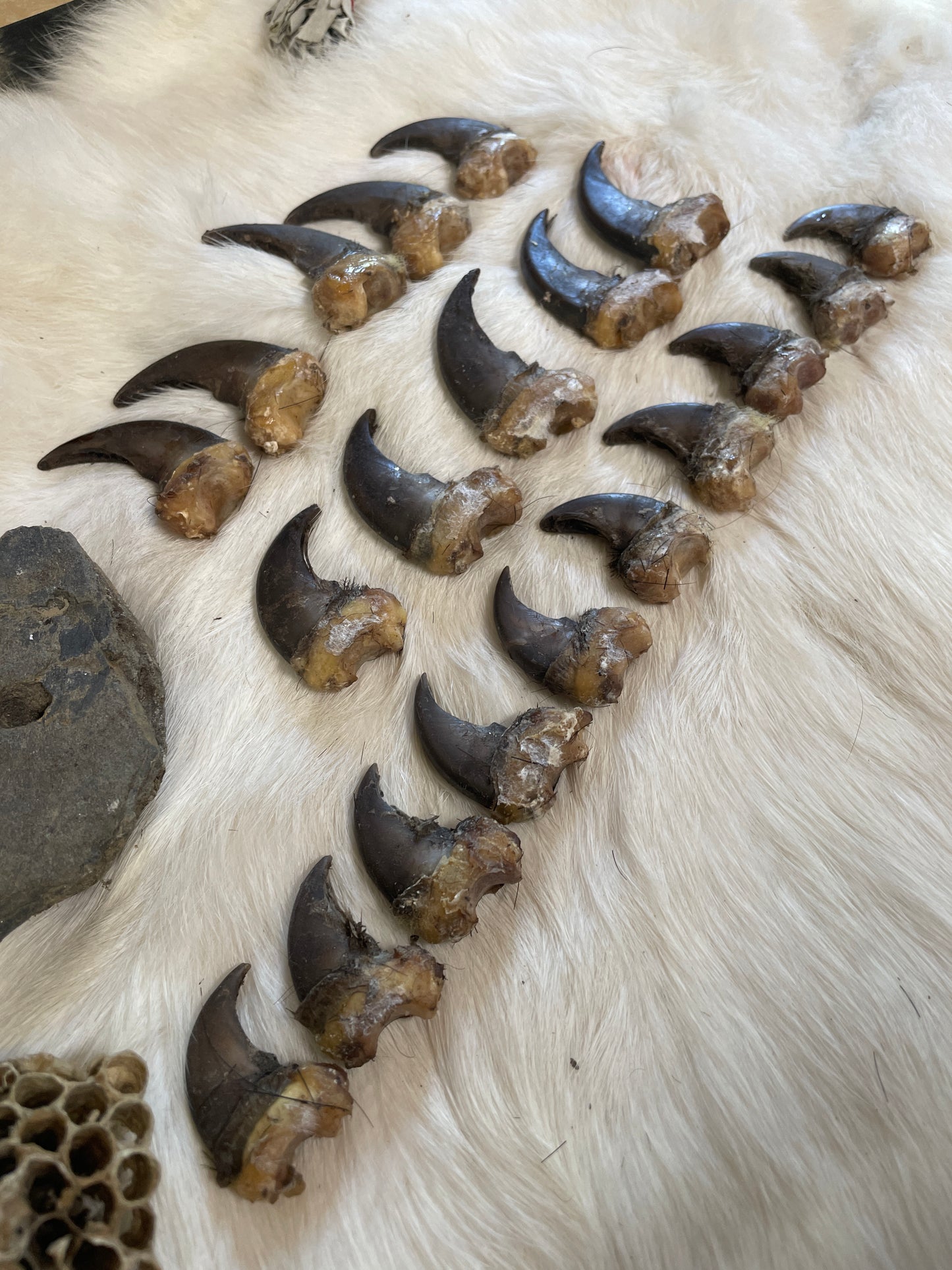 Real Black Bear Claws- full set front and back (4 paws total from the same bear)