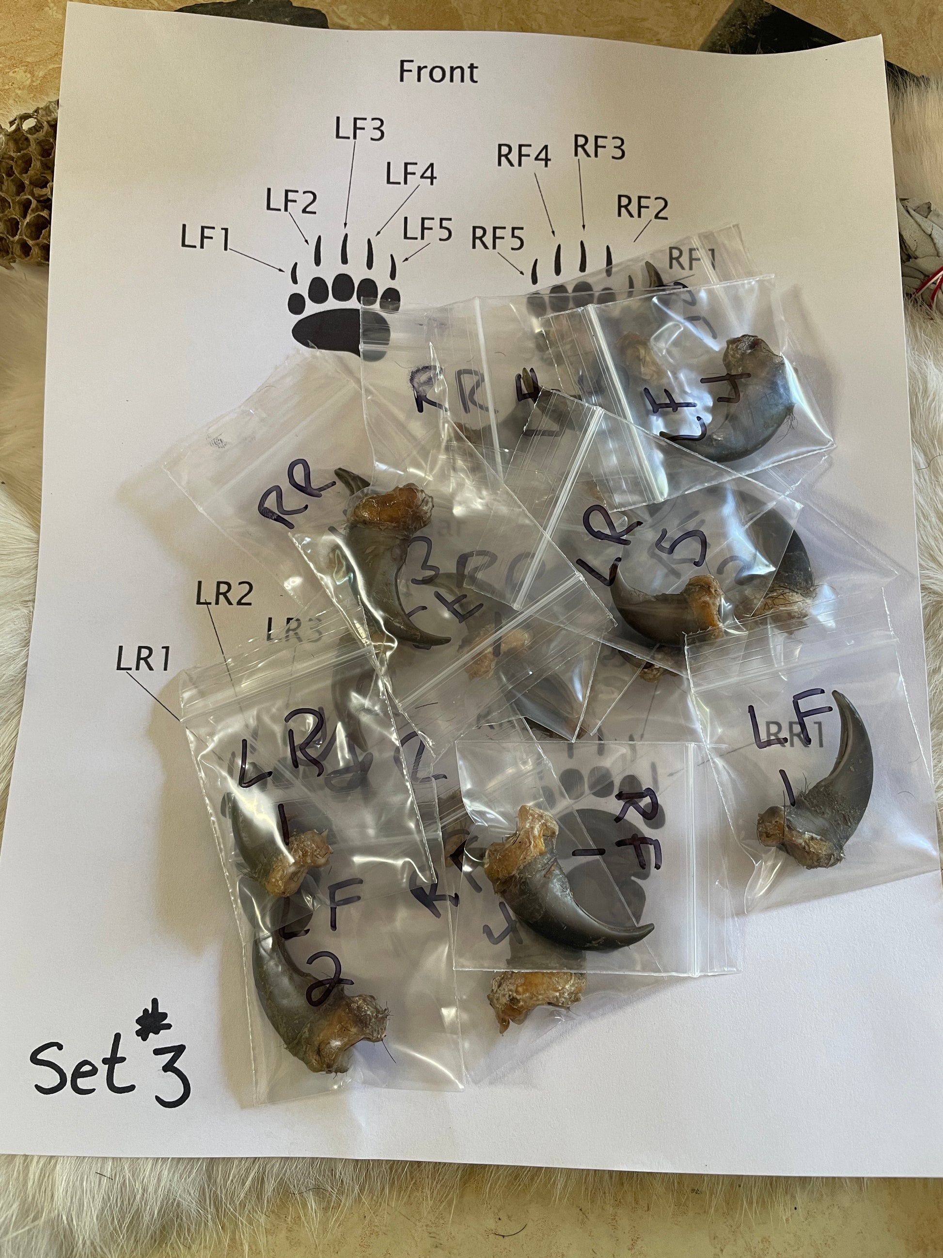 picture of actual bear claws all labeled