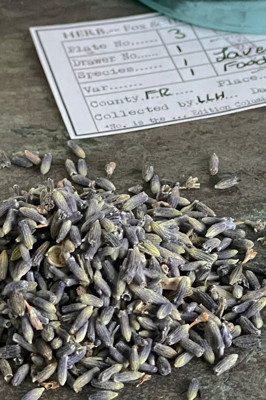 Close-up of dried food-grade lavender buds showing color and texture on a stone surface