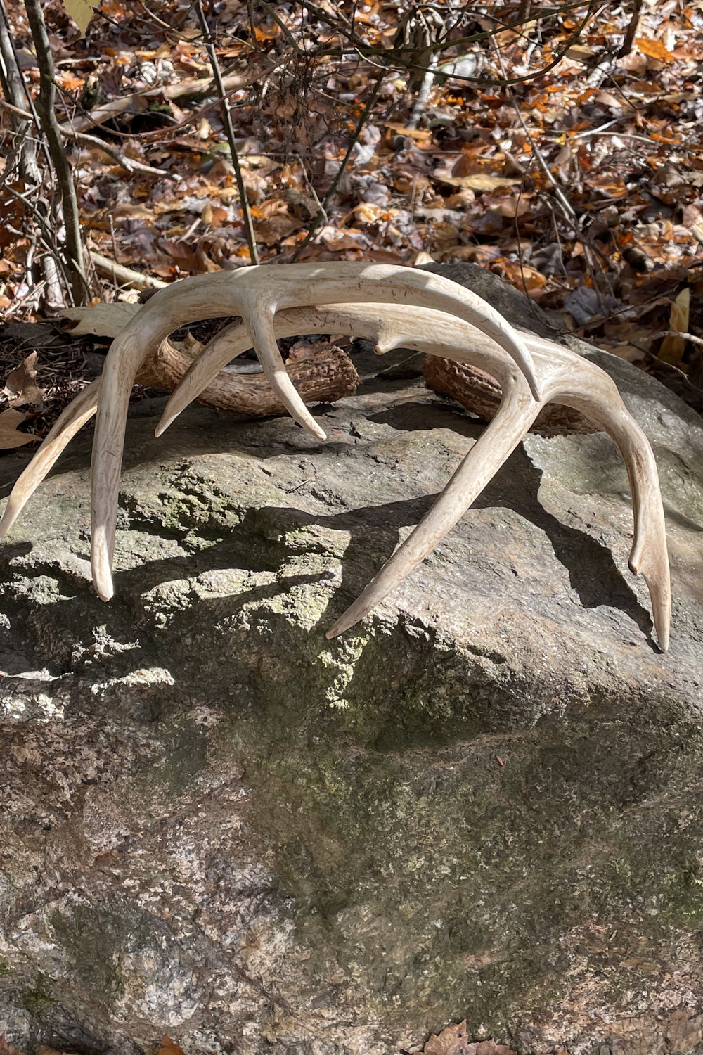 Whitetail Deer Antler Set