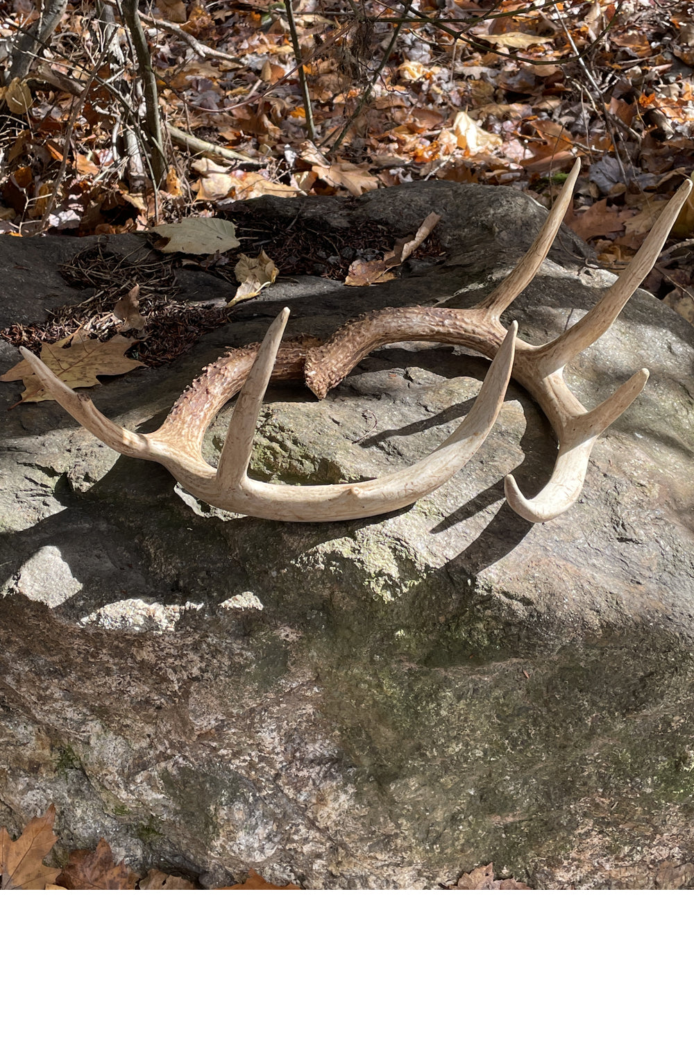 Set of 3 Deer Antlers hot Naturally Shed Whitetail Deer Antlers