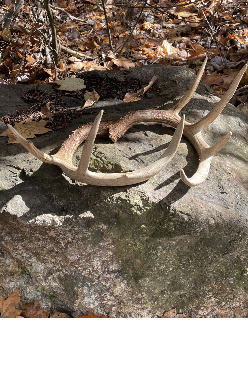 Whitetail Deer Antler Set