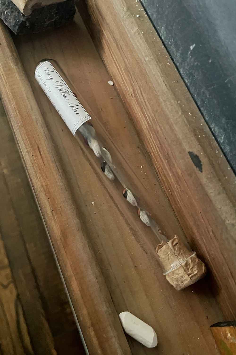 Pussy willow stem in glass vial placed on chalkboard ledge, natural stillroom setting