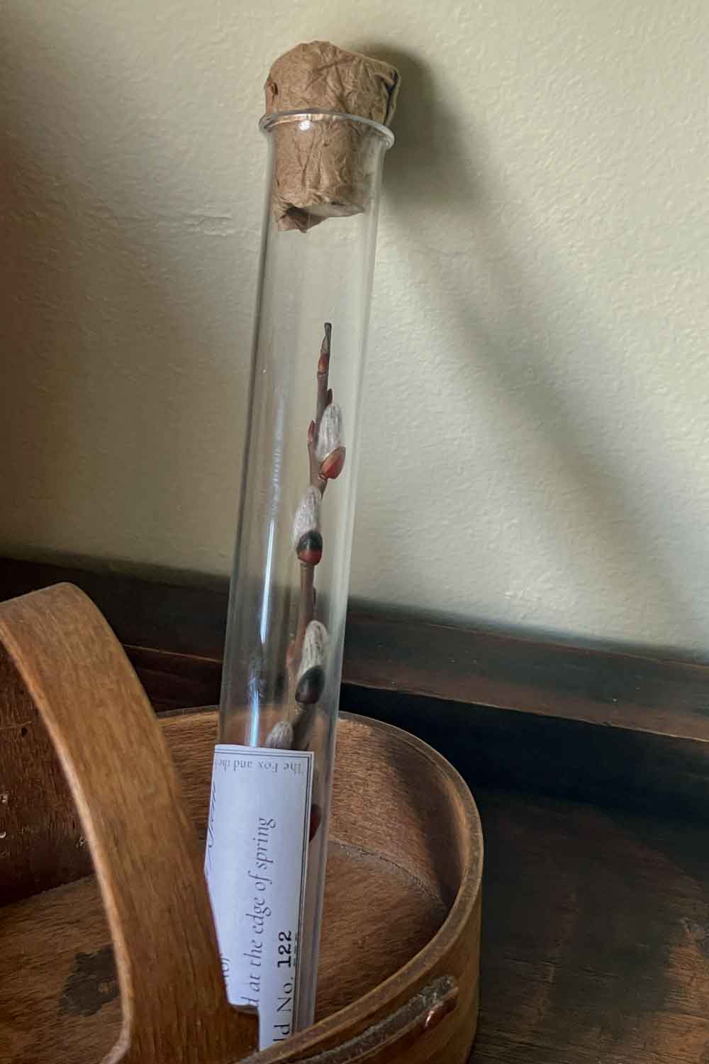 Single pussy willow stem in glass vial, labeled botanical specimen on wool background