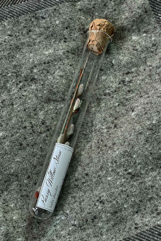 Single pussy willow stem in glass vial with cork and label, full view on soft wool background