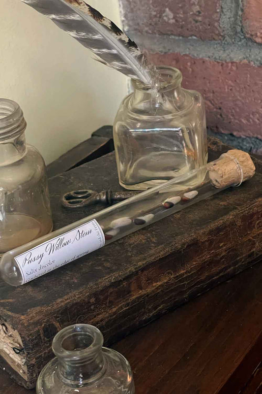 Pussy willow stem in glass vial resting on stacked books, stillroom specimen display