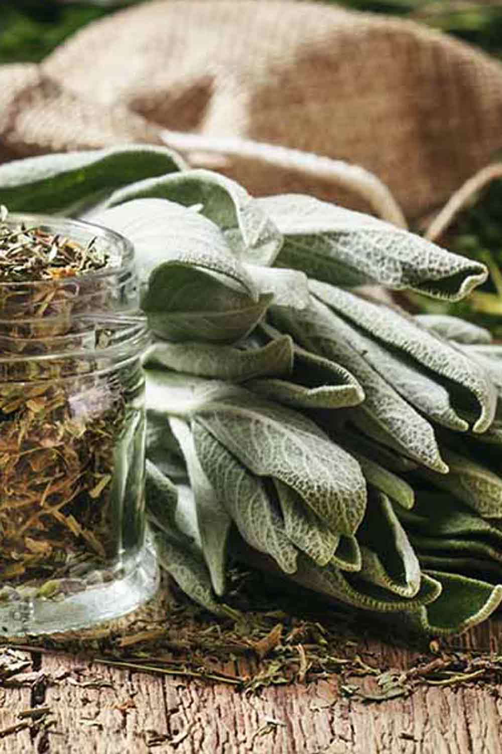 Fresh sage leaves and herbs in the stillroom, ready to dry for Essential Oil Infused Dusting Powders and herbal blends.