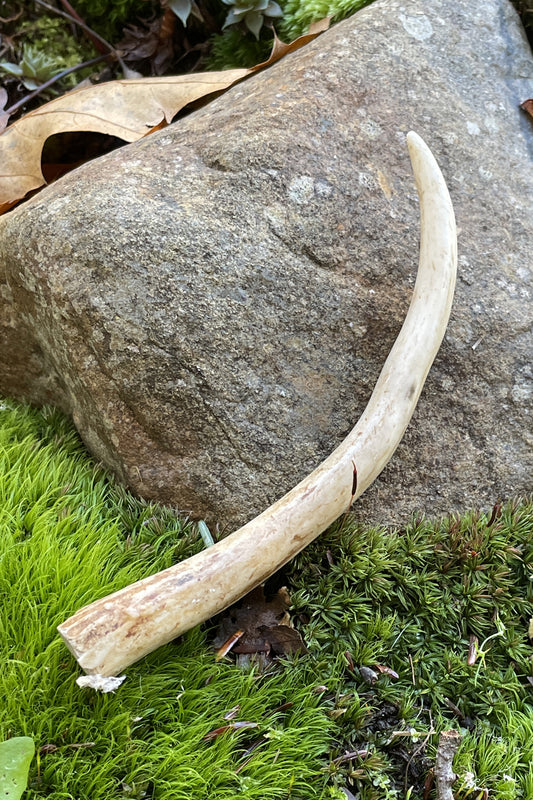 nh whitetail deer spike antler 