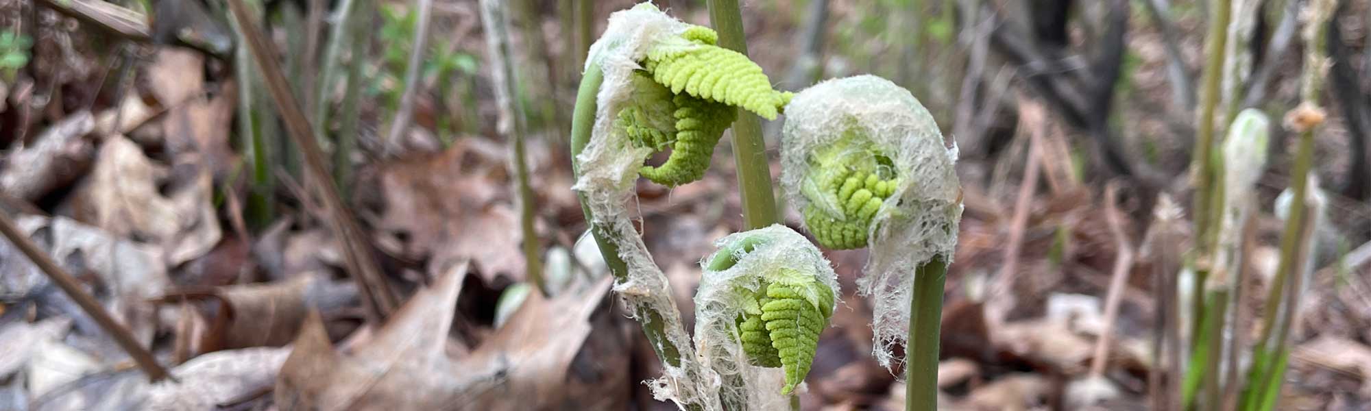 Fern fronds with unfurled leaves in a natural setting. Spring in the Stillroom