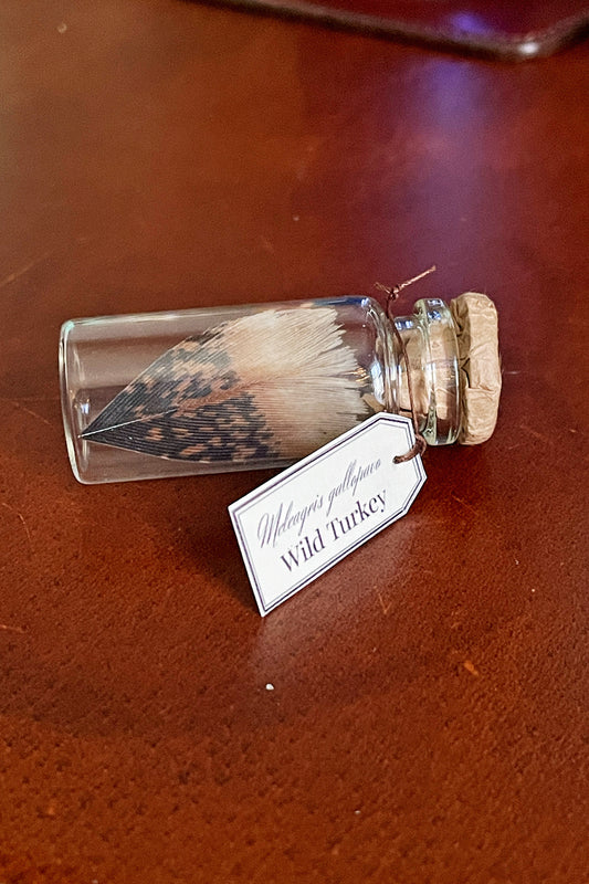 Wild turkey feather in glass vial with cork and tag, full view of specimen resting on wooden tabletop