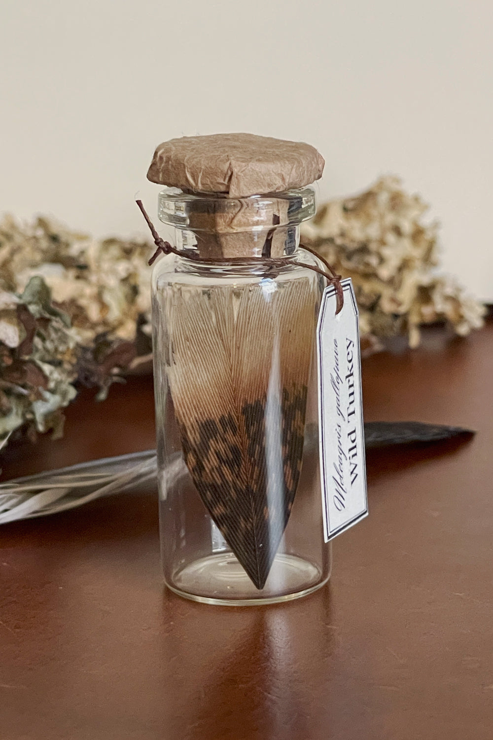 Wild turkey feather in glass vial with cork and label, stillroom specimen displayed on wooden surface with dried botanicals