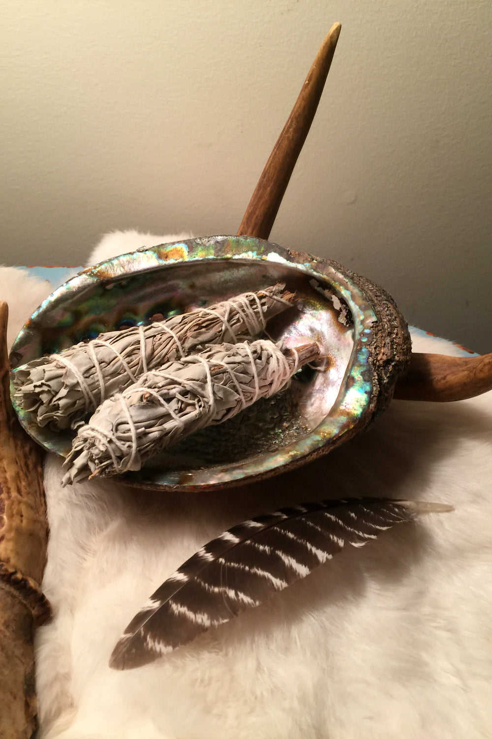 An ethically harvested Abalone smudge shell and tied smudge stick resting on a deer antler, with a turkey smudge feather nearby. A beautiful, natural display perfect for smudging rituals, offering a grounding and unique addition to your spiritual practice.