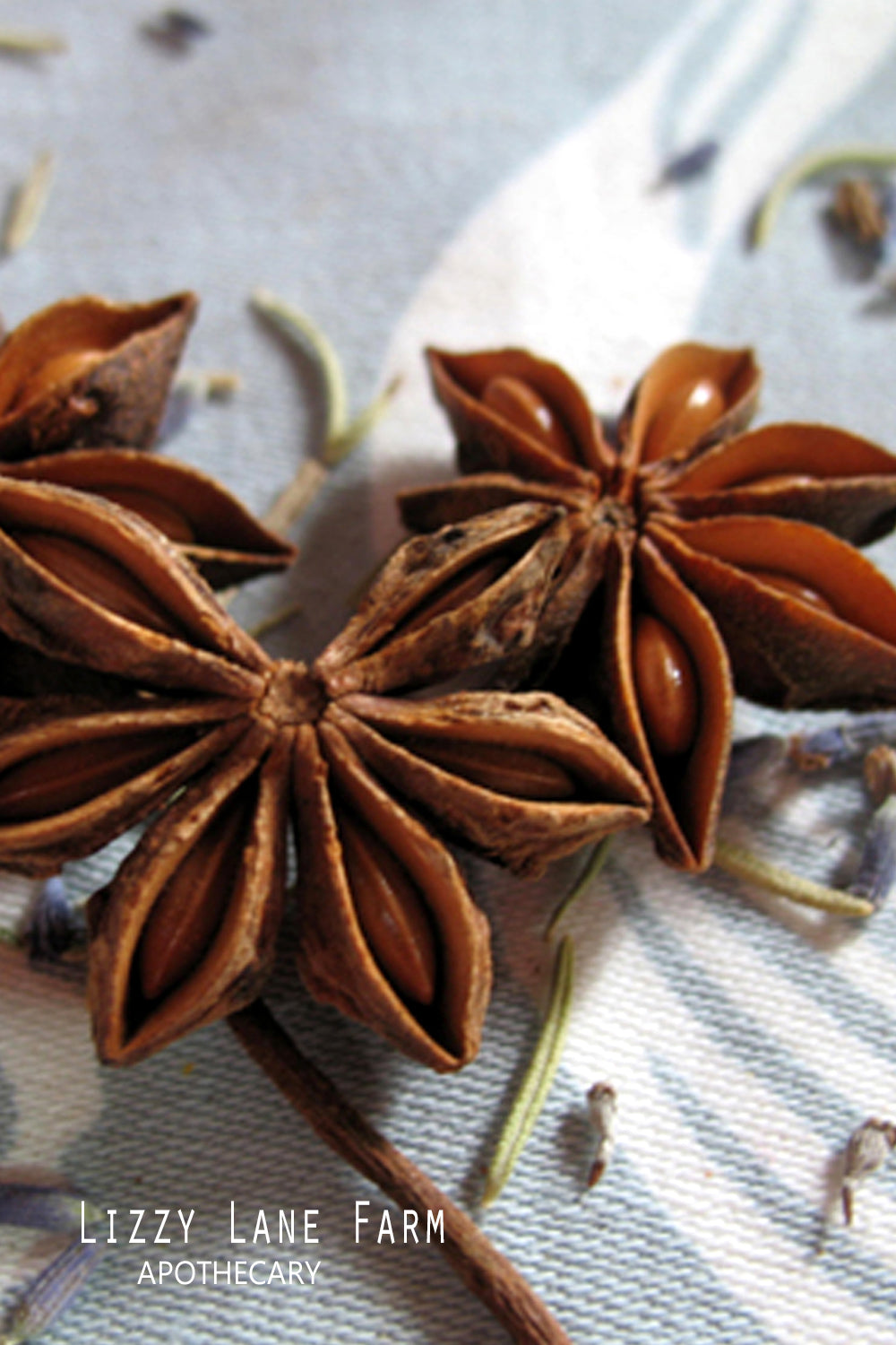 Anise Star Pods- Whole Inscense, Potpourri  (Illicium verum)- Organic Whole Anise - Lizzy Lane Farm Apothecary