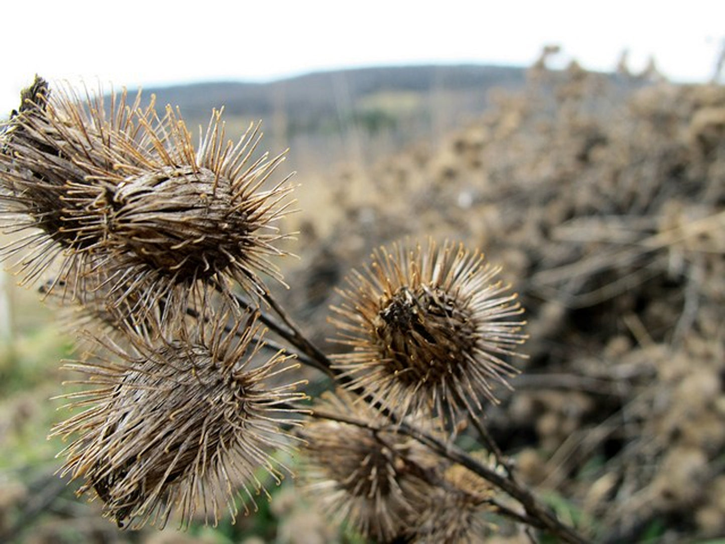 Burdock Root- Loose Dried Herb (Arctium lappa) Organic Burdock Root - Lizzy Lane Farm Apothecary