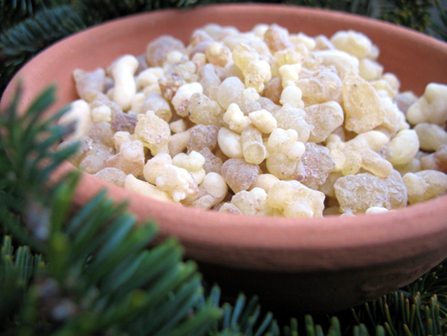 Frankincense resin is carefully placed in a natural terracotta bowl, surrounded by lush greenery. The earthy tones of the resin complement the vibrant, fresh leaves, creating a serene, nature-inspired atmosphere. The arrangement highlights the organic beauty of the resin, evoking a sense of grounding and tranquility, perfect for rituals or adding a natural touch to your space.