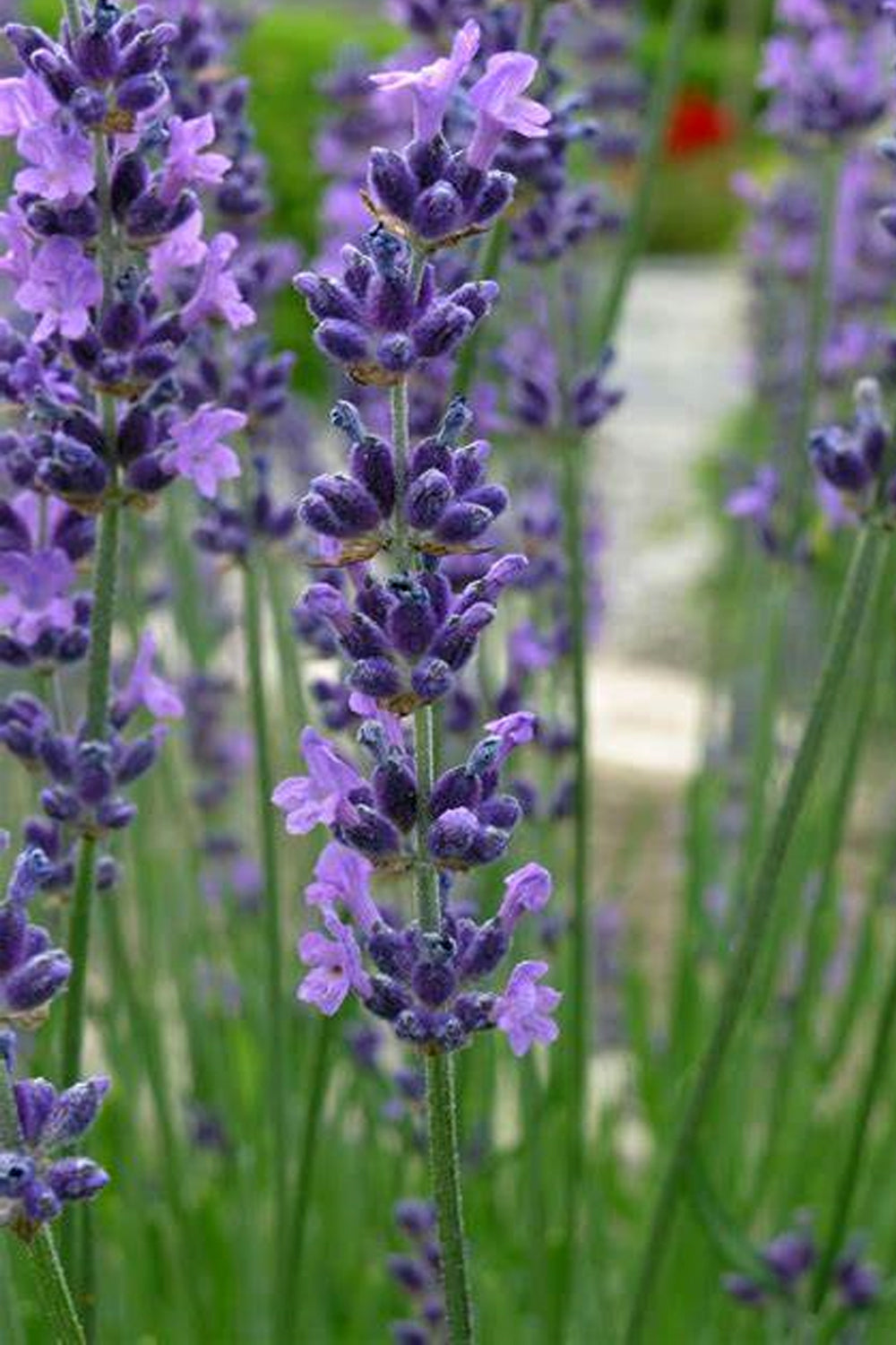 Fresh Lavender Spike: A vibrant spike of lavender in full bloom, representing the source of our premium ultra blue lavender buds, grown in the sun-drenched fields of Provence.