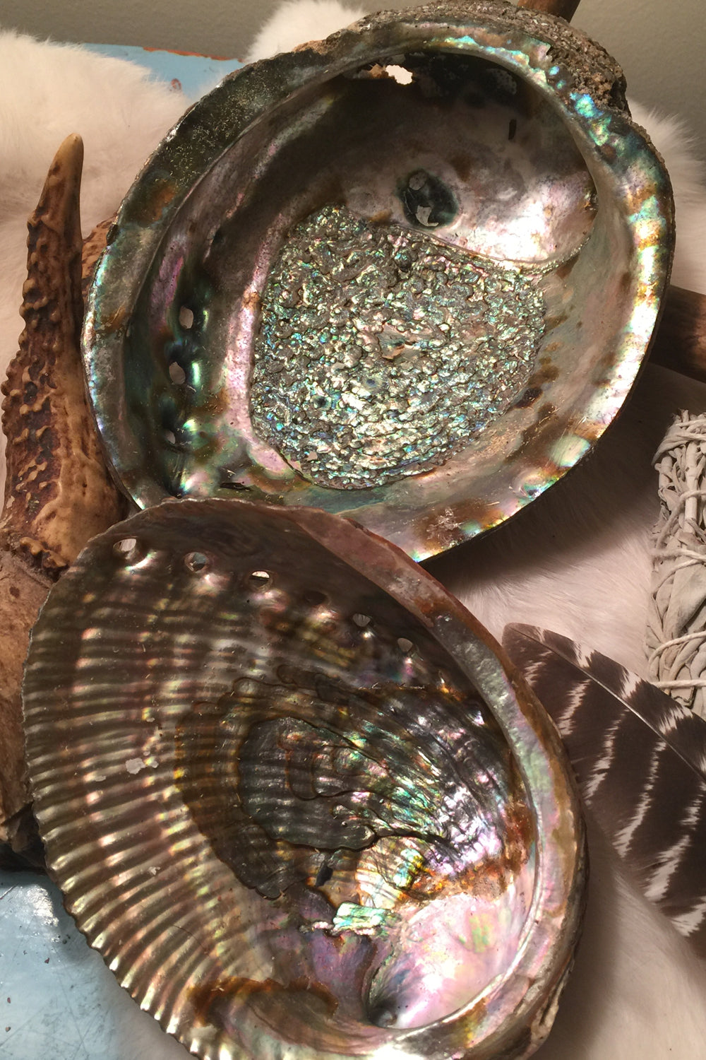 An ethically harvested Abalone smudge shell resting on a deer antler, with a turkey smudge feather nearby. A beautiful, natural display perfect for smudging rituals, offering a grounding and unique addition to your spiritual practice.