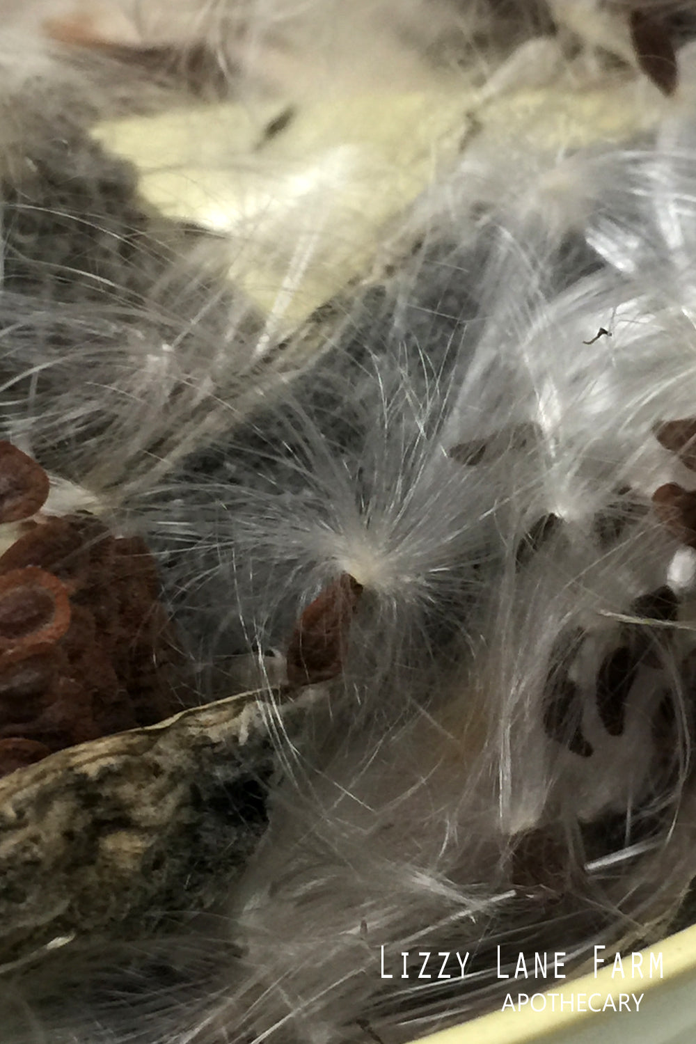 milkweed fluff- a wish is granted for each seed caught and released again...